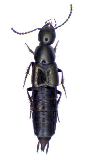 Philonthus tenuicornis